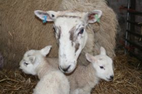 lambs 9s.jpg